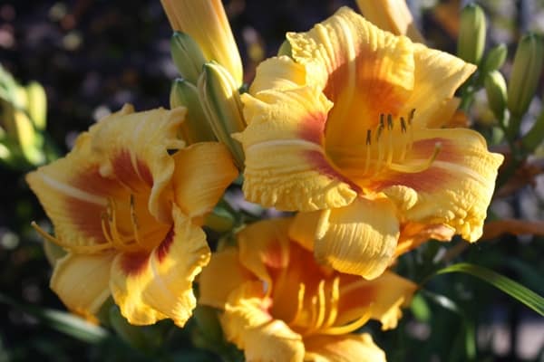 closeup of large yellow and orange flowers