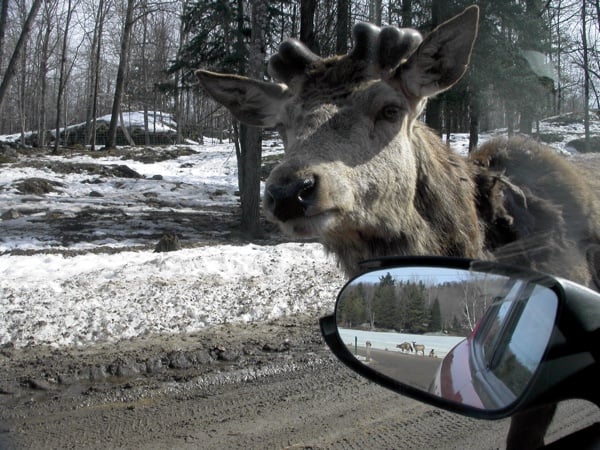 wapiti next to a car's rear view mirror