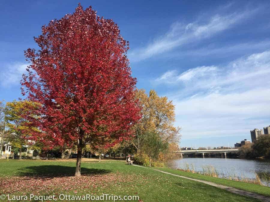 tall red tree in a park beside a river with bridge in background