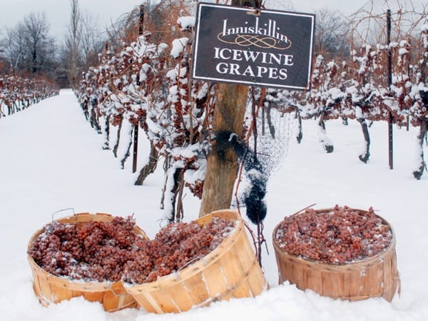 baskets of grapes in a snowy field under snow-covered grapevines