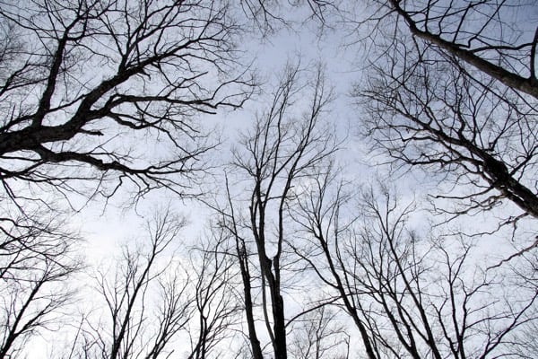 bare winter tree branches against a grey sky.