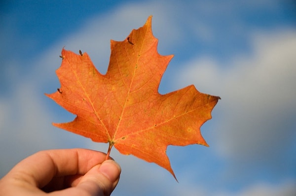 maple leaf