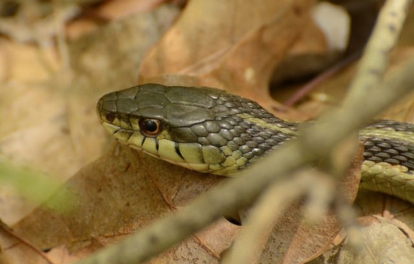 garter snake