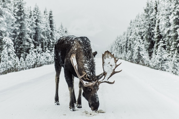 moose in the snow in jasper.