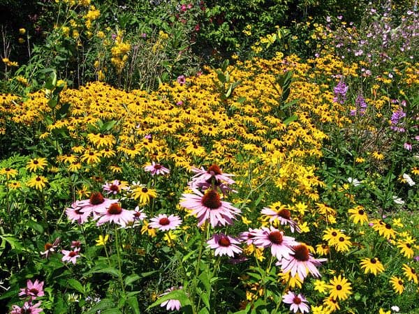 wildflowers Ottawa