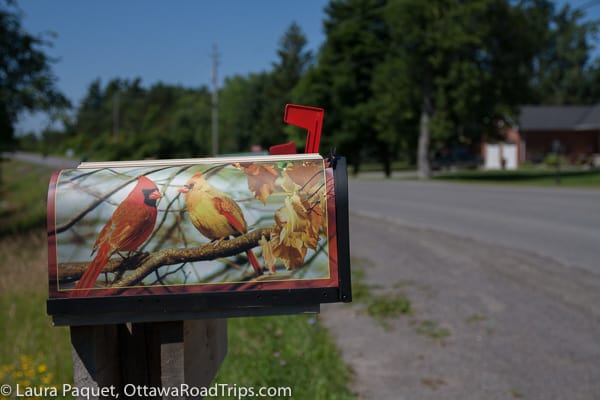 a mailbox emblazoned with cardinals on wolfe island, ontario.