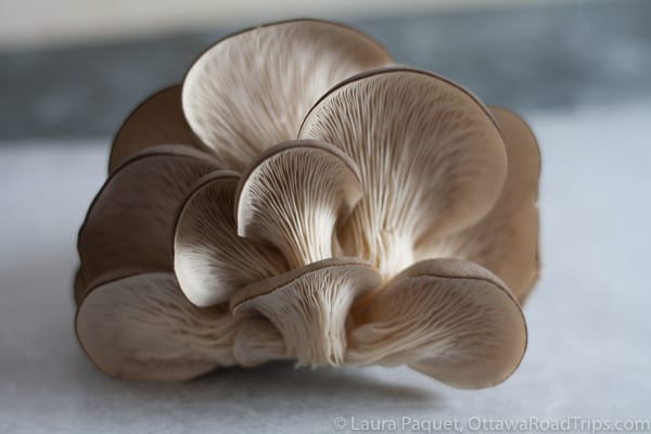 an oyster mushroom at champignons charlevoix in la malbaie, quebec.