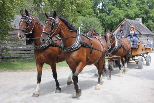 Horse-drawn wagon with couple in 1860s costumes at Upper Canada Village in Morrisburg, Ontario, during Horse Lovers' Weekend.