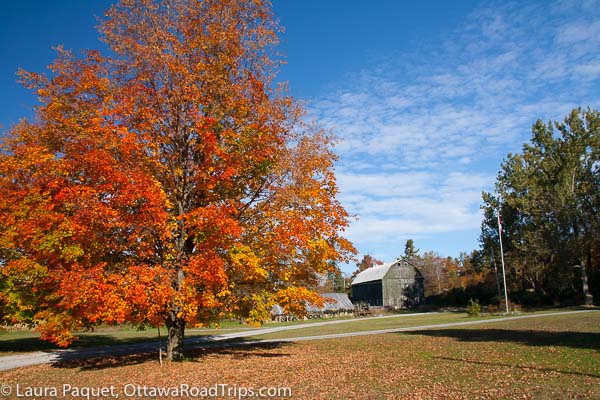 A bright orange sugar maple beside a barn shows you what Ottawa fall colours and fall foliage in the Ottawa Valley are like.