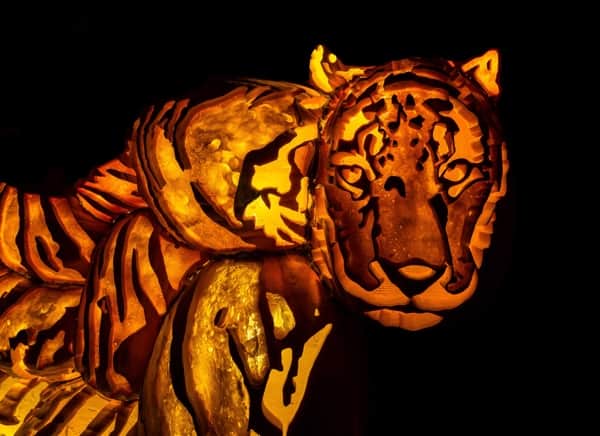 Tiger made of artificial pumpkins at Pumpkinferno at Upper Canada Village in Morrisburg, Ontario.