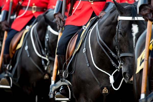 Close up of RCMP Musical Ride horses.