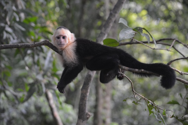 Capuchin monkey in Costa Rica. Photo by Joy Ernst on Unsplash.