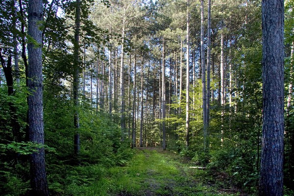larose forest near bourget.