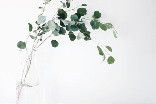 Delicate stems with green leaves in a glass vase. Photo by Jazmin Quaynor on Unsplash.