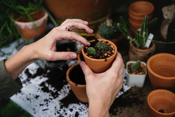 Hands planting seedling in a clay pot.