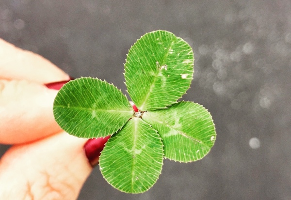 Close-up of a shamrock. Photo by Amy Reed on Unsplash.