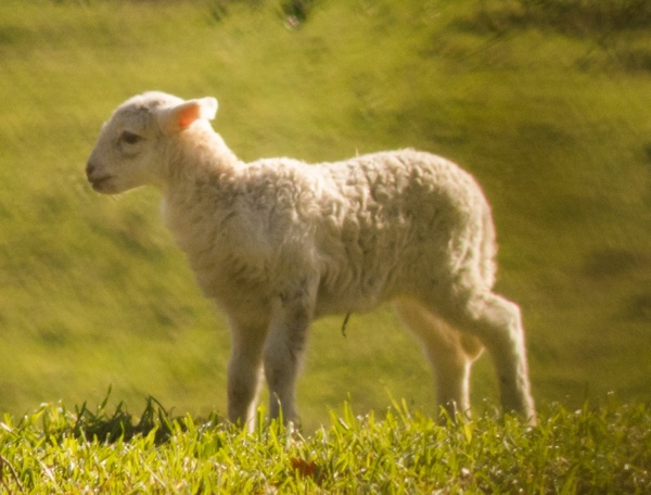 Lamb in a green field.