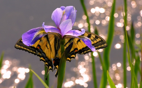 Swallowtail butterfly on a blue-flag iris.