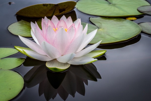 pink water lily