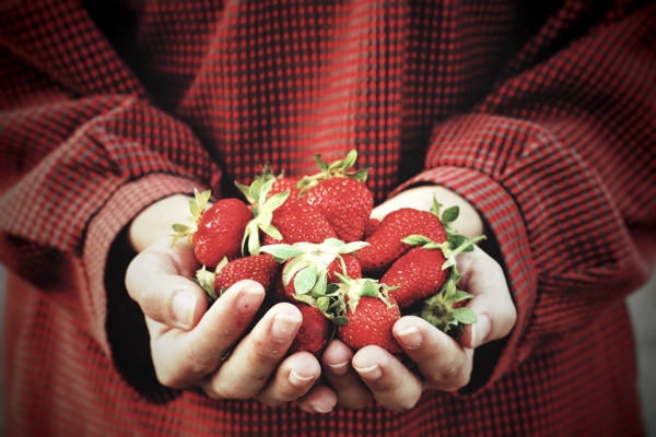 Person holding handful of strawberries.