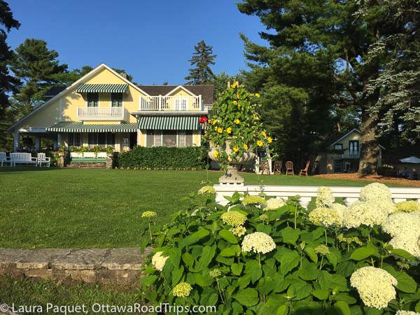 A yellow house with green-and-white-striped awnings in the background, with a green lawn and white hydrangeas in the foreground.