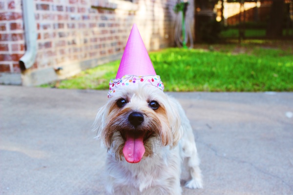 Dog in a party hat.