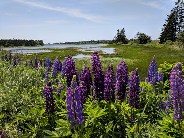 Lupins blossoming at Malpeque Bay, Prince Edward Island. 