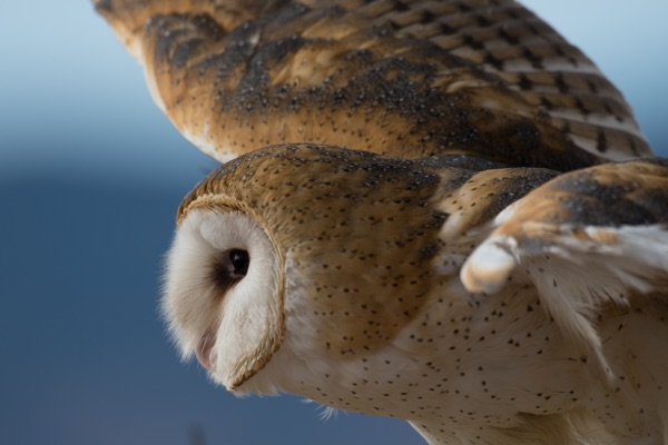 Owl in flight.