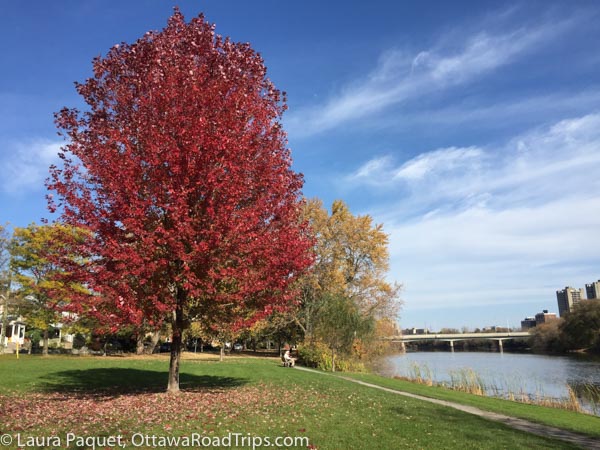 Fall colours in Windsor Park, along the Rideau River in Ottawa.