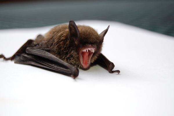 Small bat on a white surface.