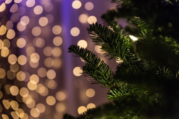 white christmas lights behind a green christmas tree.