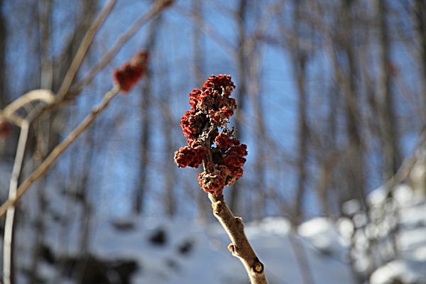 Sumac seed clusters are one of the splashes of colour you might notice on a winter hike. Photo by Laura Byrne Paquet.