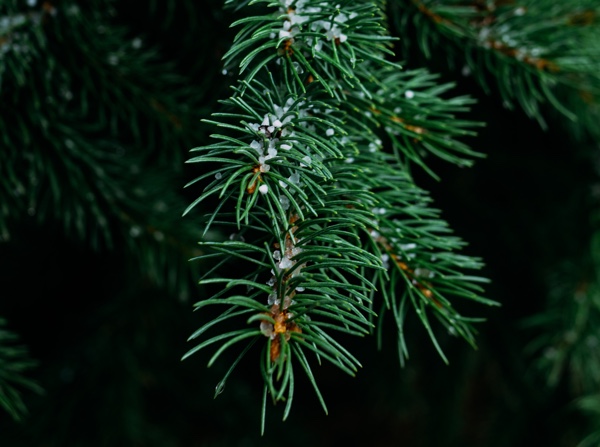 Closeup of pine needles with snow. Photo by Chris Bair on Unsplash