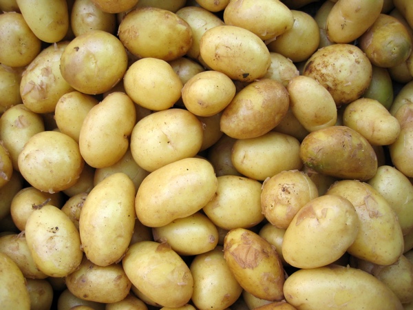 Lots of potatoes in a bin.