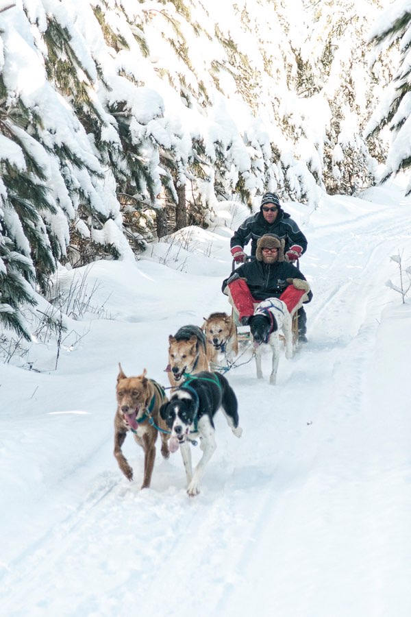 Guests try dogsledding at Timberland Tours Dog Sled Adventures. Photo by Jenn Becker, Hemlock Hills.