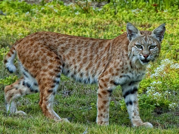 bobcat on a lawn