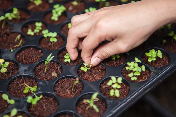 Seedlings in a muffin pan.