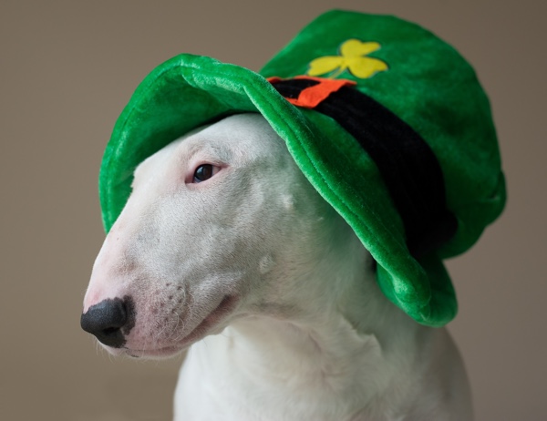 white dog in a green St. Patrick's Day hat