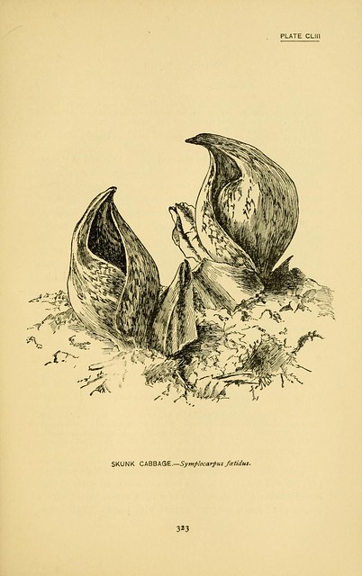 Illustration of an eastern skunk cabbage from an 1893 book called How to Know the Wild Flowers courtesy of the Biodiversity Heritage Library. 