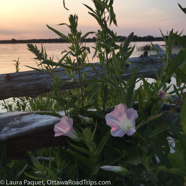 pink wildflowers (possibly bindweed) blooming with the ottawa river at sunset in the background on petrie island.