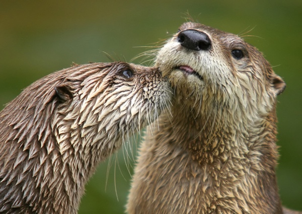 Creative Commons close-up photo of two North American river otters (Lontra canadensis) by Dmitry Asovtsev. http://www.daphoto.info