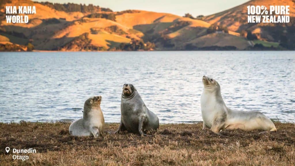 zoom background of sea lions in dunedin, new zealand.