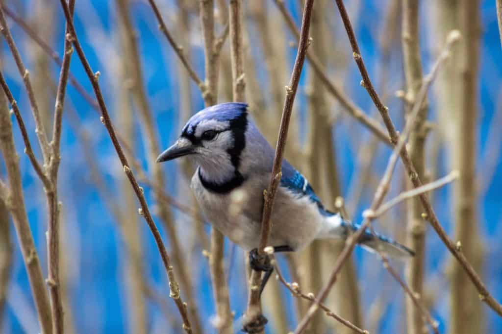 Blue jay