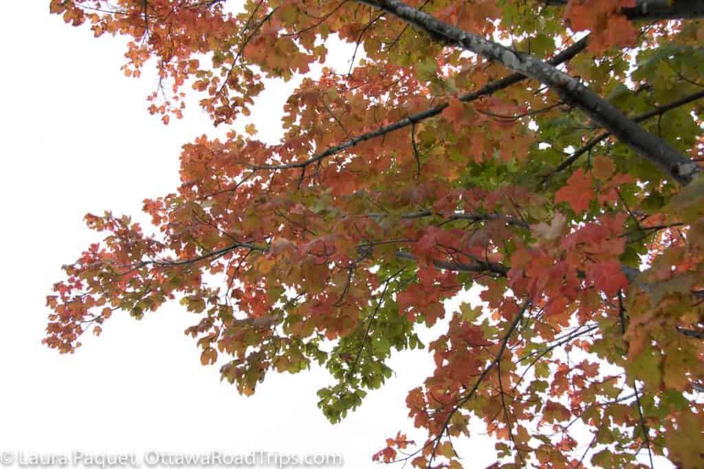 large tree branch with fall leaves, photographed from below