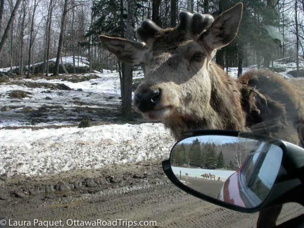 large elk near a car's side rearview mirror, in winter, at Parc Omega in Montebello, Quebec
