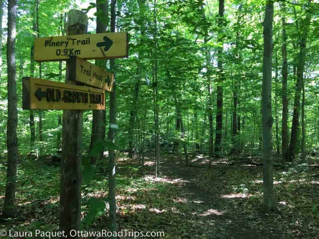 brown carved sign markers pointing the way along a densely forested trail in shaw woods, near eganville, ontario.