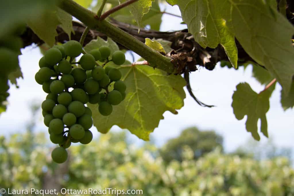 Close-up of green grapes on a vine at Smokie Ridge Vineyard in Mountain, Ontario.