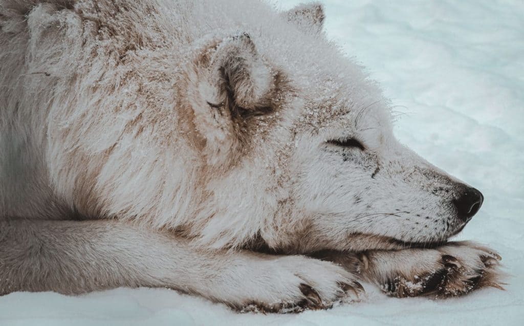 Wolf with white fur sleeping in the snow.