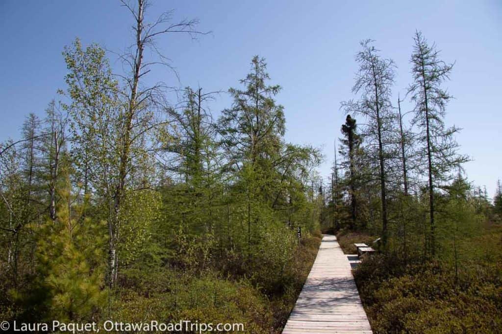 wooden boardwalk leading through deciduous trees and sub-arctic bog plants at mer bleue bog in ottawa, ontario.