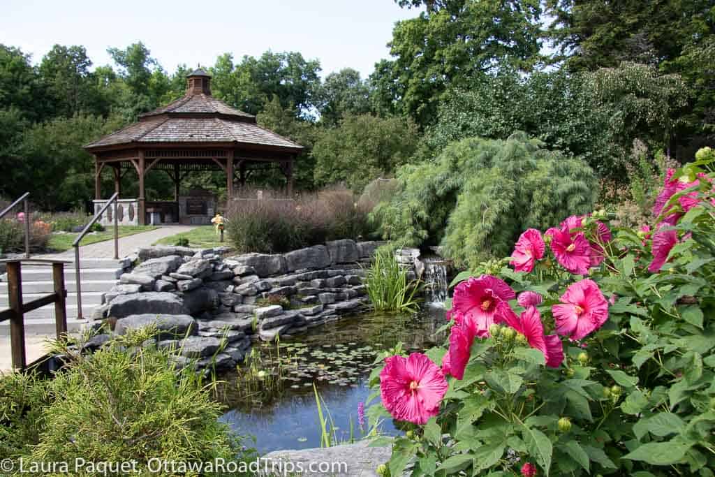 large pink flowers in front of a waterfall and gazebo in beechwood cemetery in ottawa
